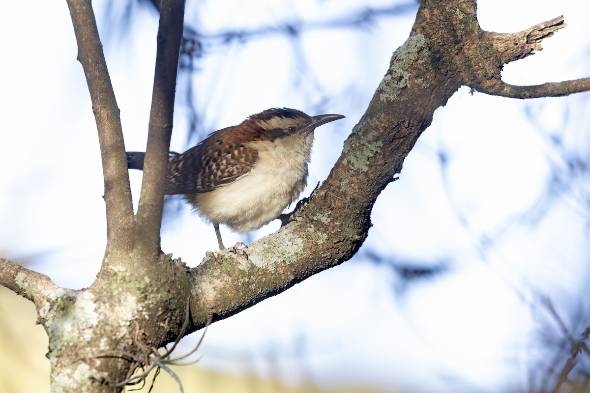 Rufous-naped Wren (Rufous-backed) - ML621706517