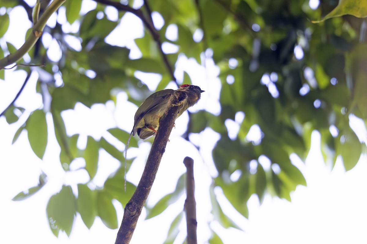 Long-tailed Manakin - ML621706522