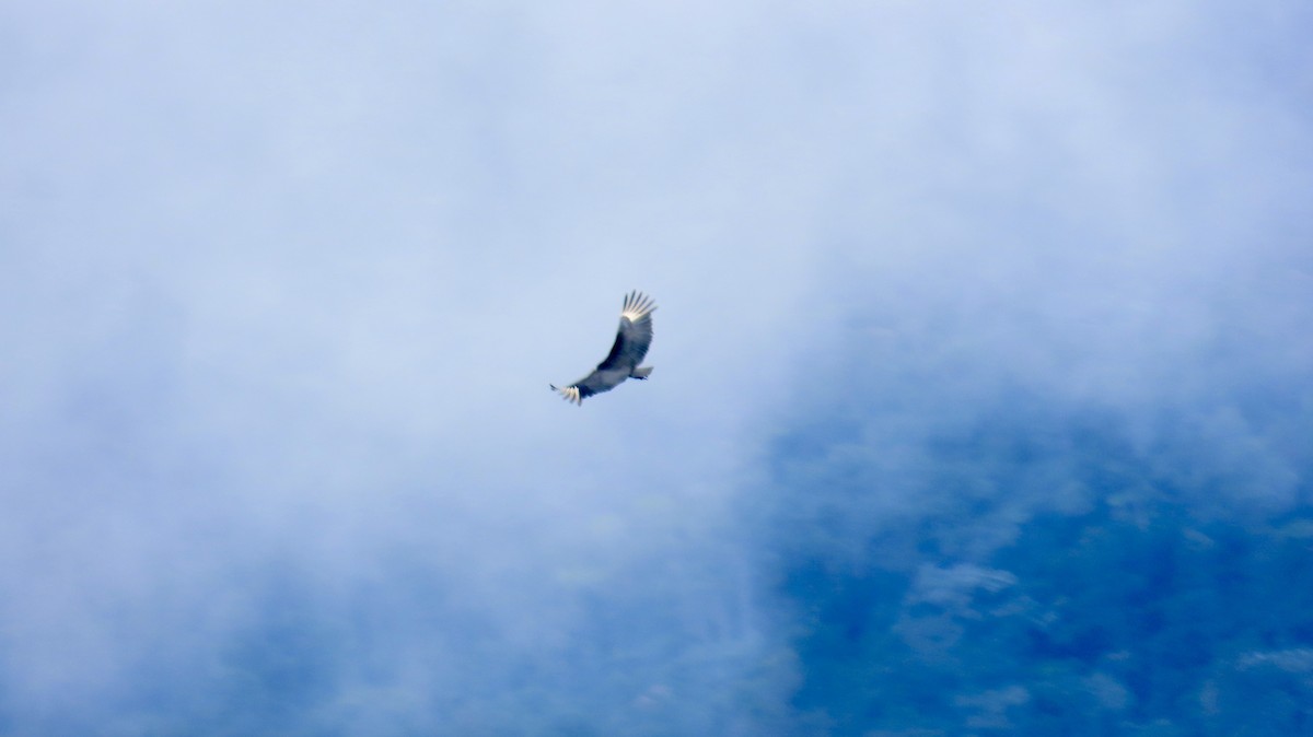 Black Vulture - Richard Fleming