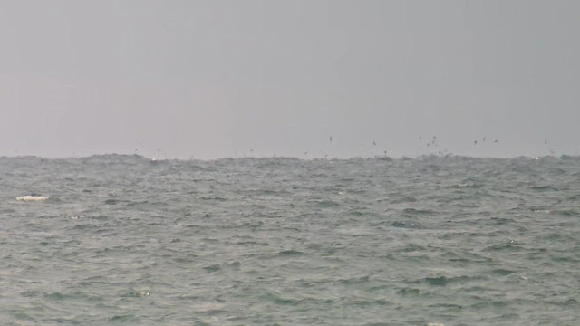 Manx Shearwater - ML621706541