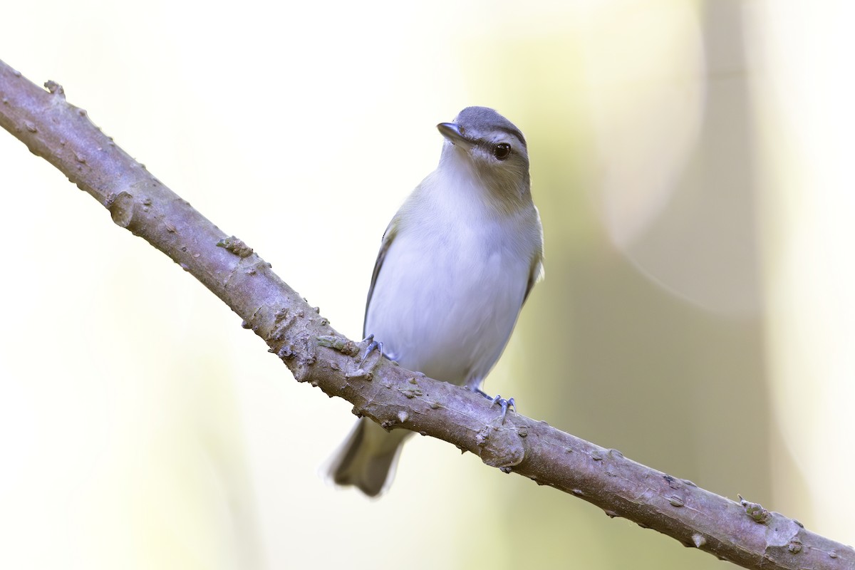 Red-eyed Vireo - ML621706547