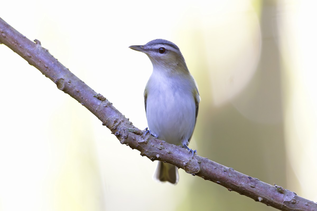 Kızıl Gözlü Vireo - ML621706549