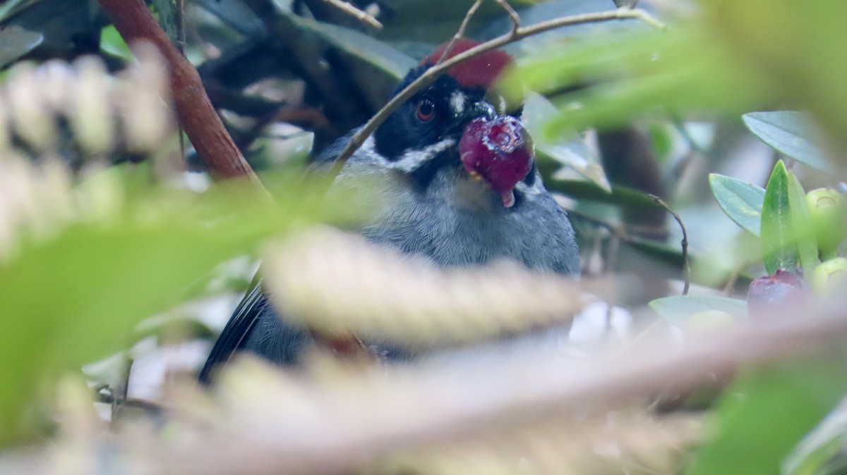 Slaty Brushfinch - ML621706557