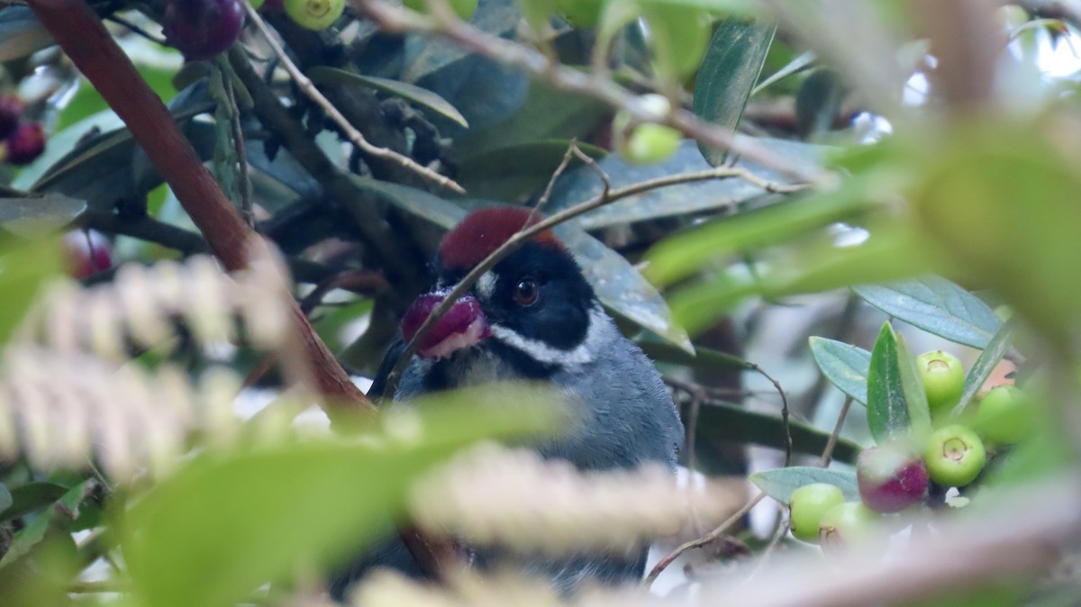 Slaty Brushfinch - ML621706560