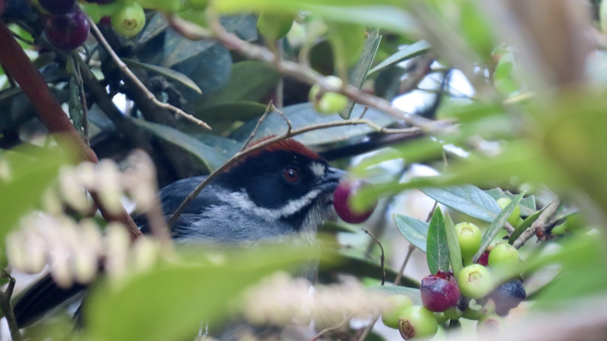 Slaty Brushfinch - ML621706580