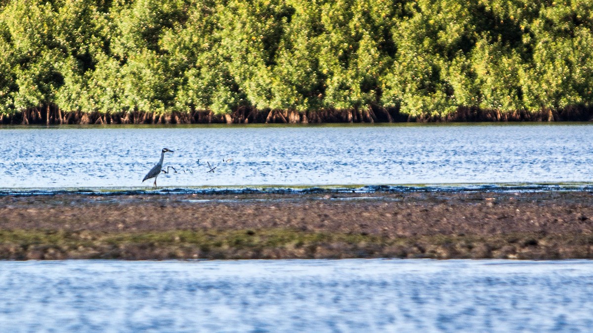 Tricolored Heron - ML621706581