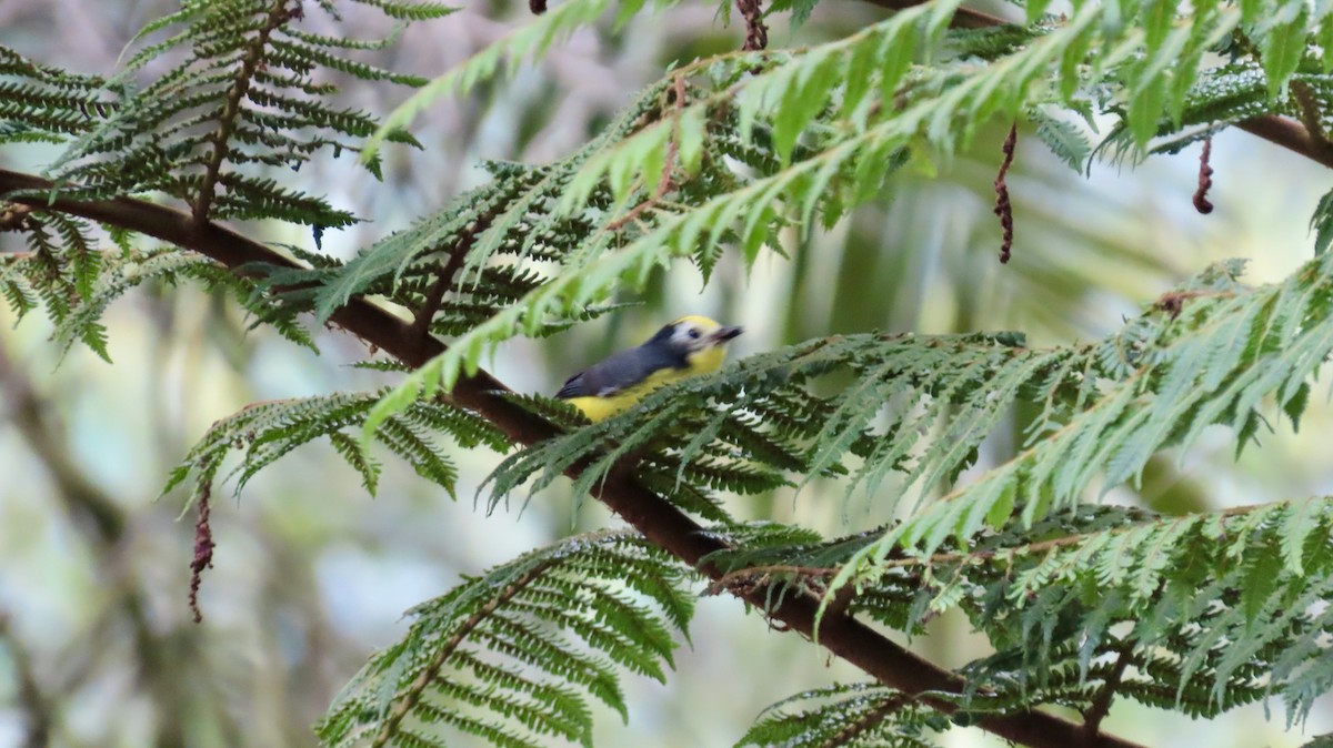 Golden-fronted Redstart - ML621706591