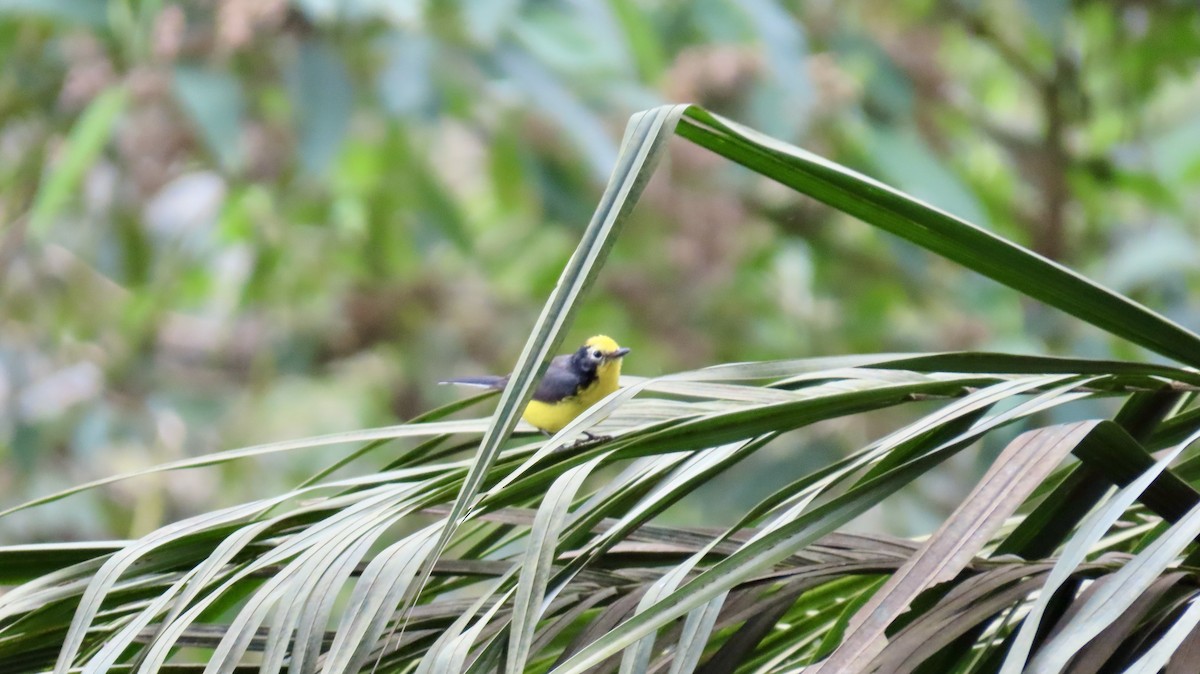 Golden-fronted Redstart - ML621706622