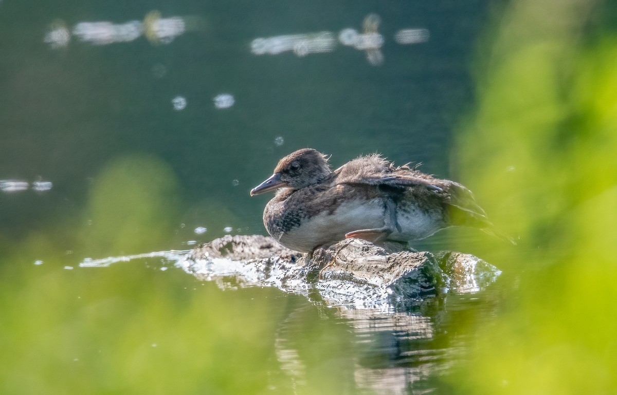 Hooded Merganser - ML621706635