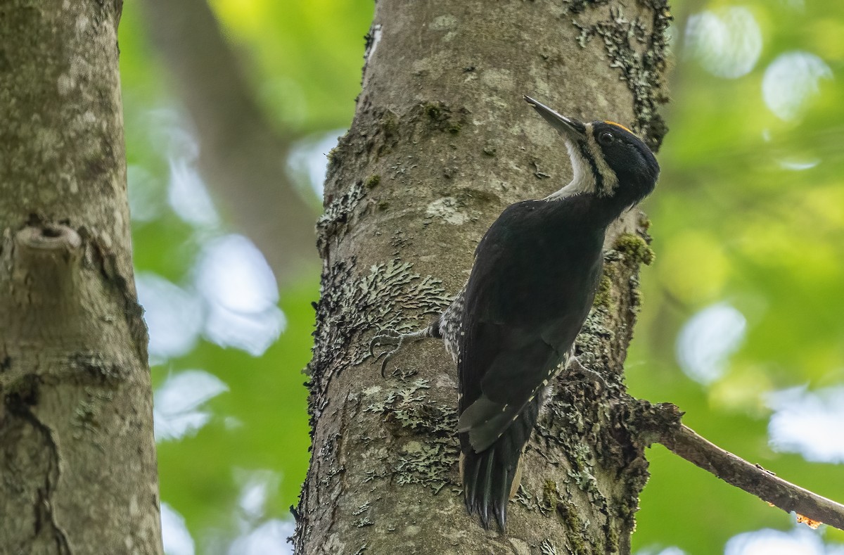 Black-backed Woodpecker - ML621706643