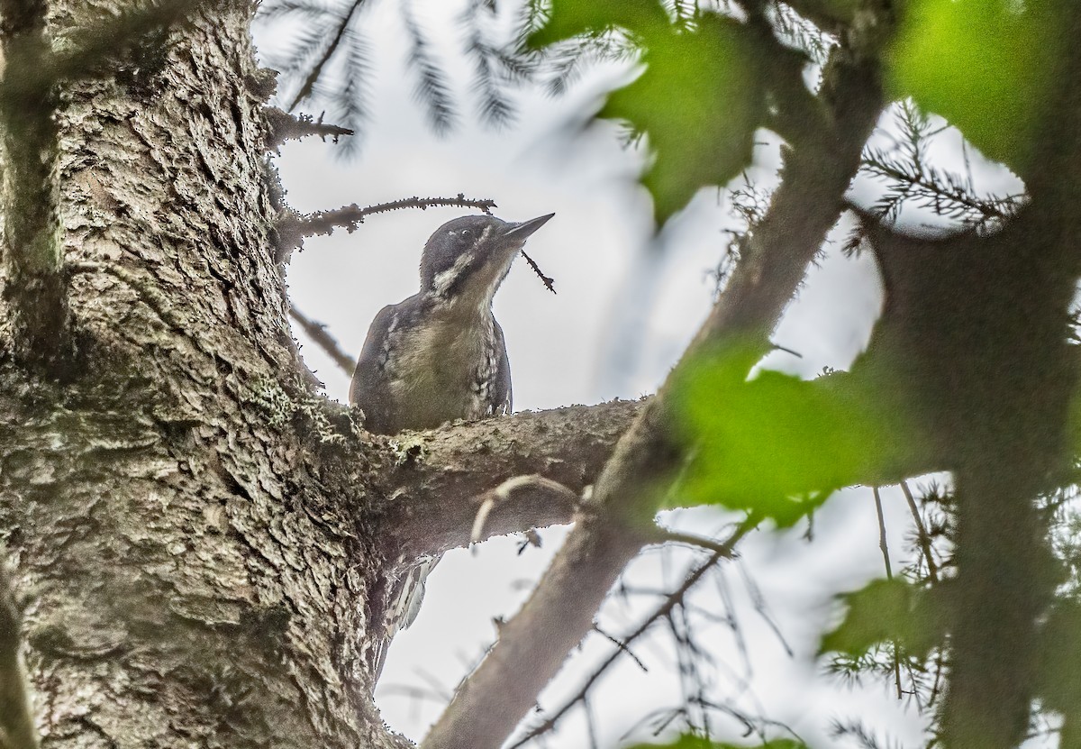 Black-backed Woodpecker - ML621706644