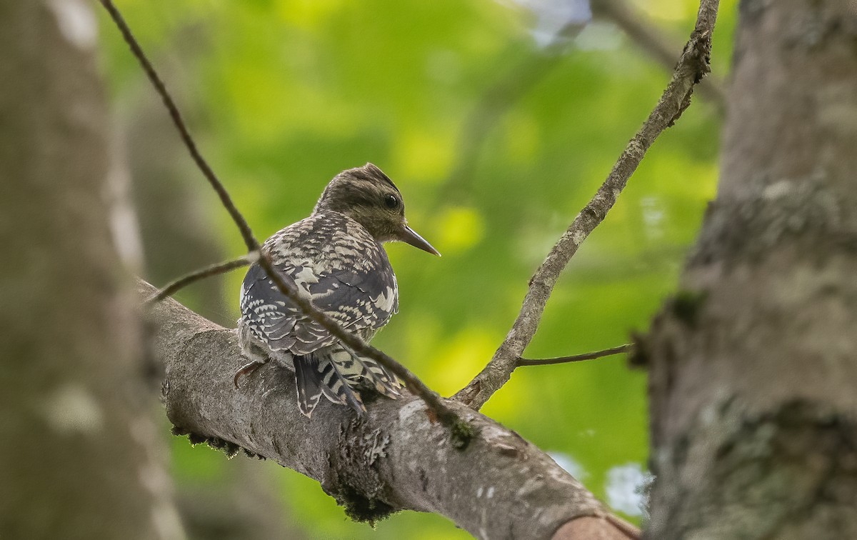 Yellow-bellied Sapsucker - ML621706646