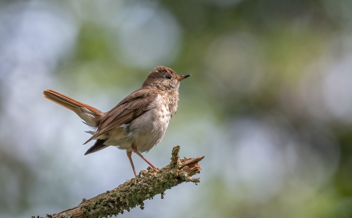 Hermit Thrush - ML621706649