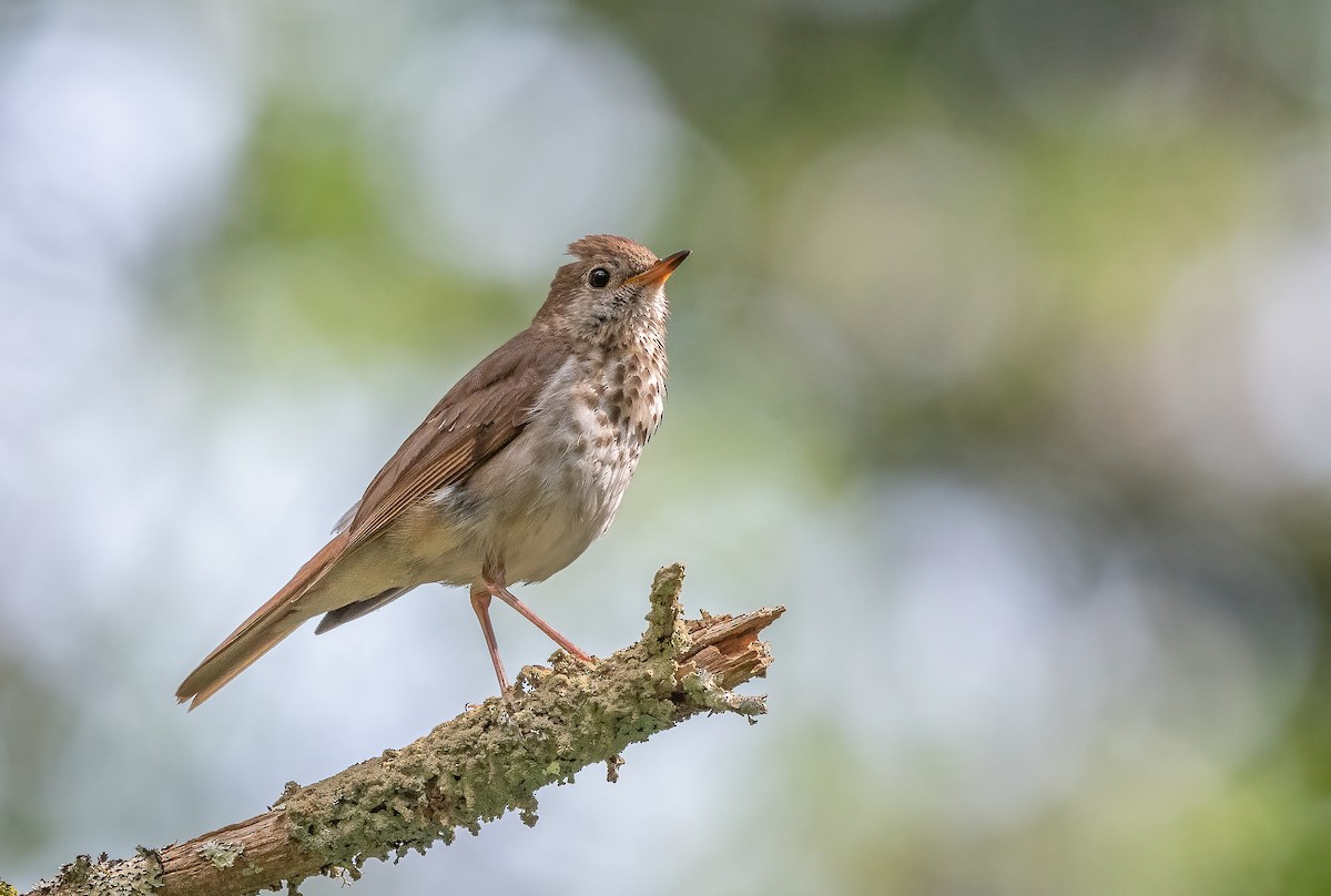 Hermit Thrush - ML621706650