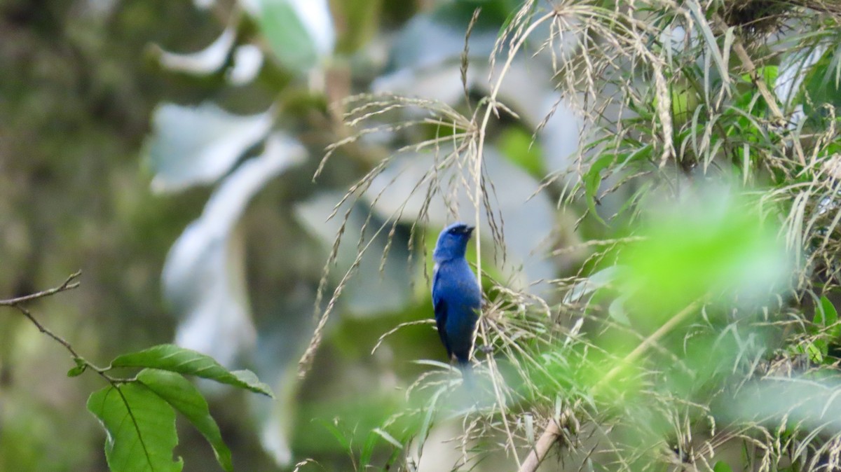 Blue-and-black Tanager (Blue-and-black) - ML621706653