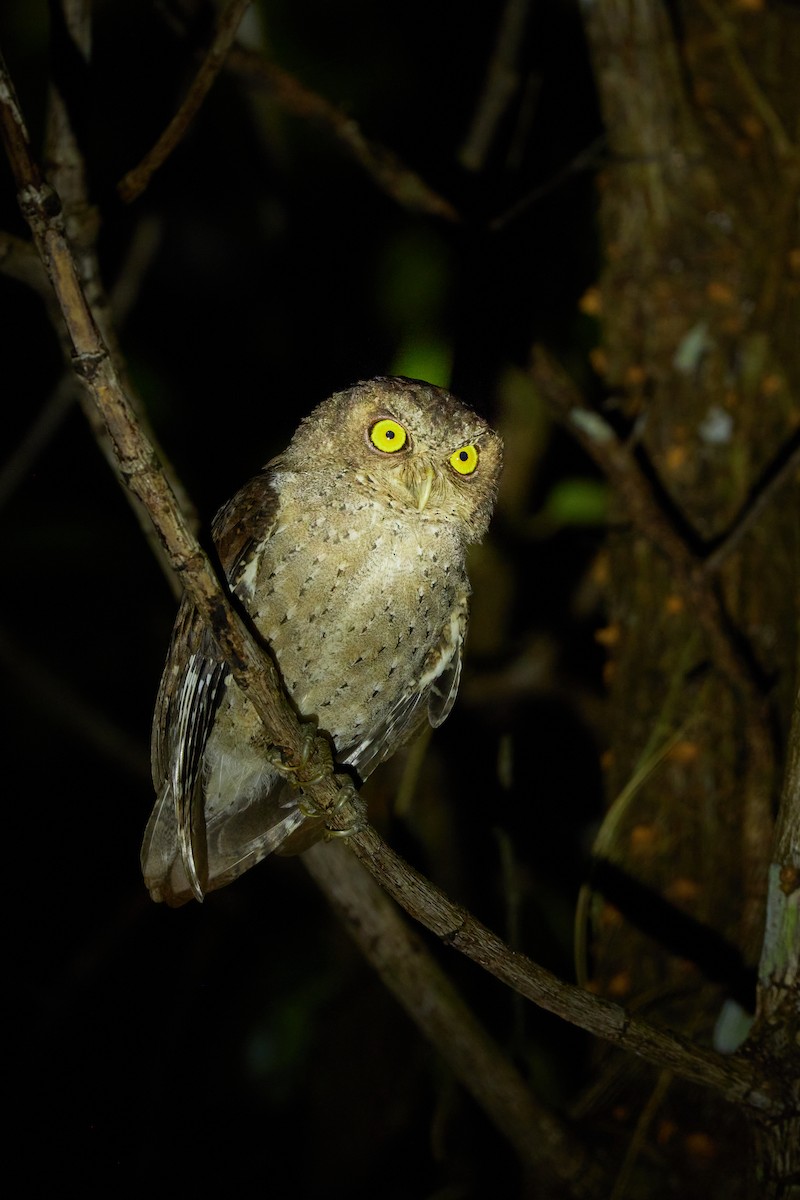 Andaman Scops-Owl - ML621706655