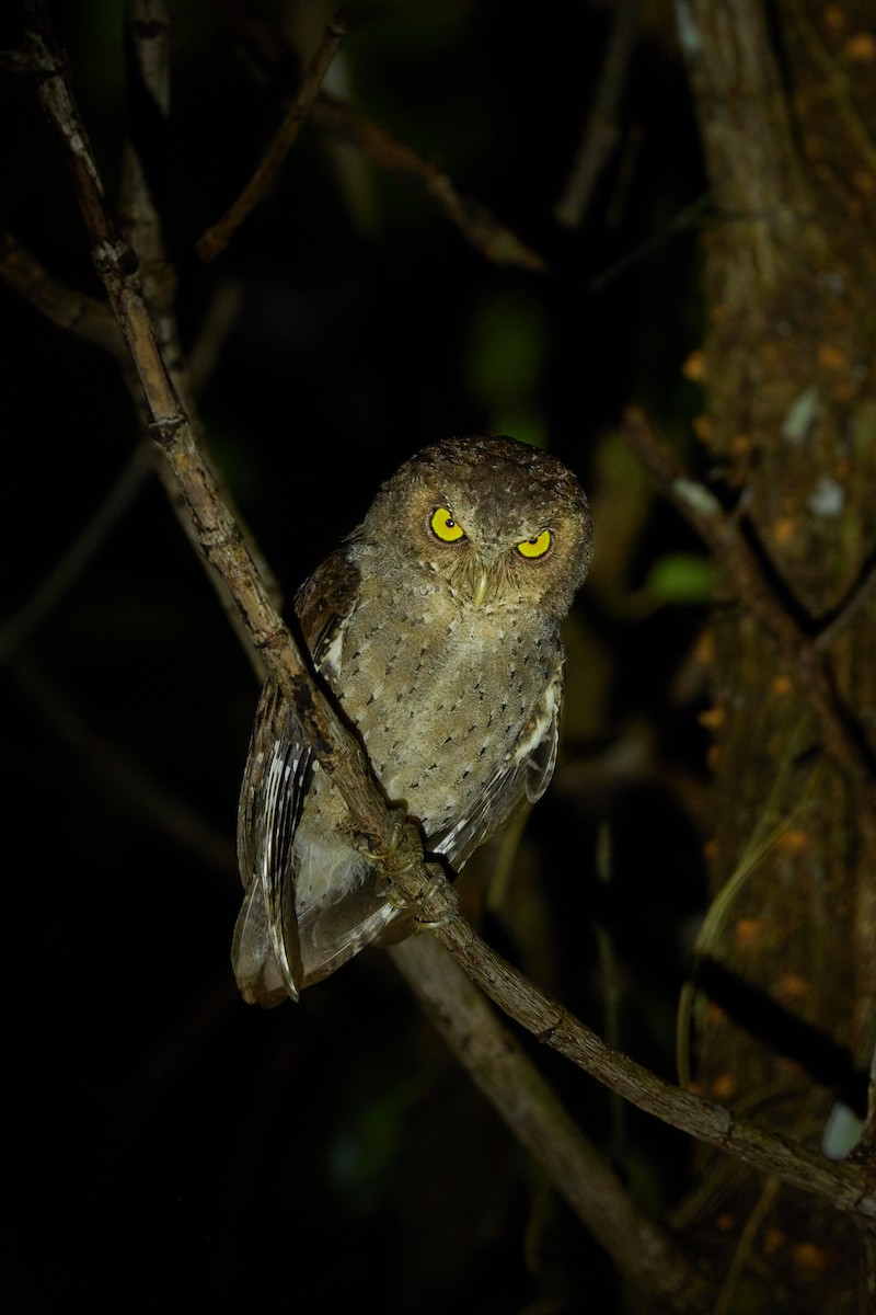 Andaman Scops-Owl - ML621706656