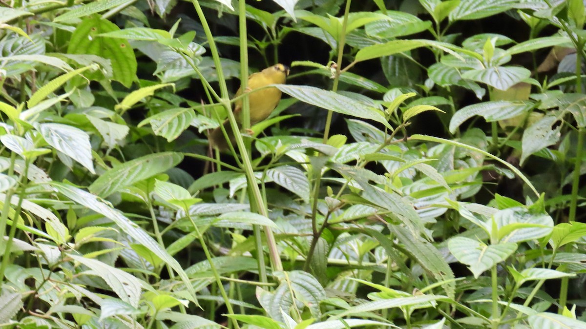 Black-crested Warbler - ML621706671