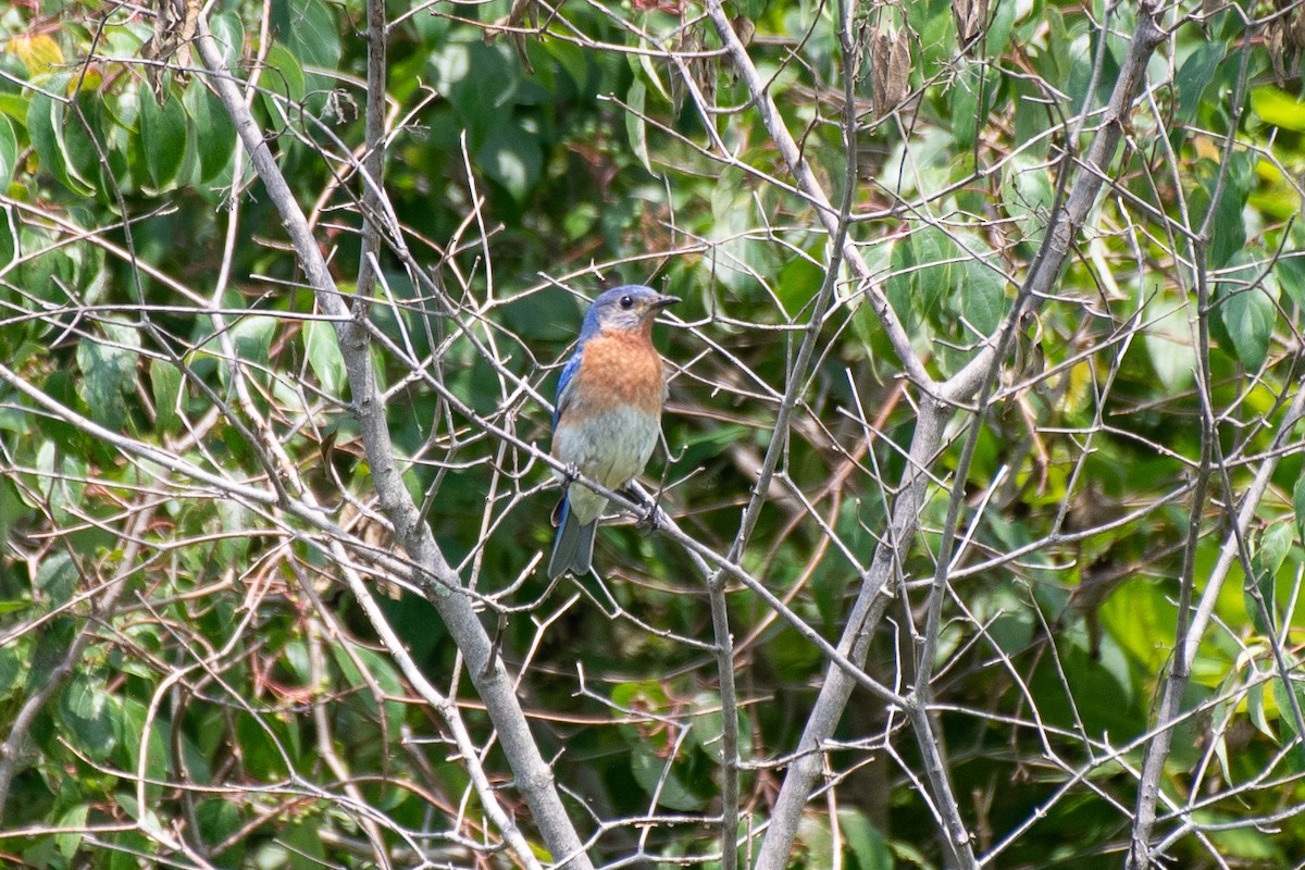 Eastern Bluebird - ML621706676