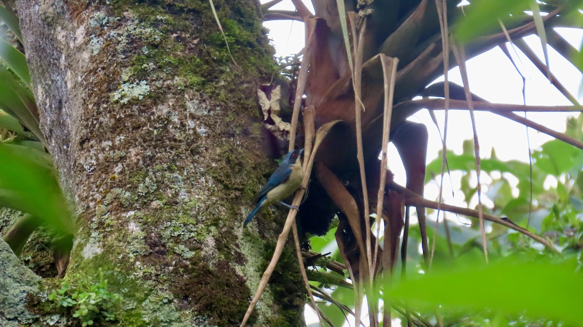 Fawn-breasted Tanager - ML621706679