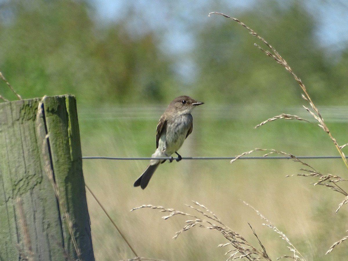 Eastern Phoebe - ML621706692