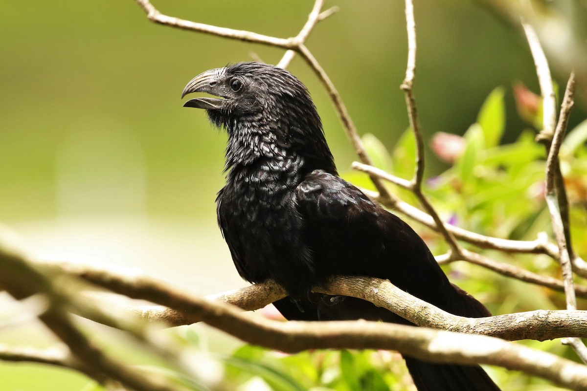 Groove-billed Ani - ML621706777