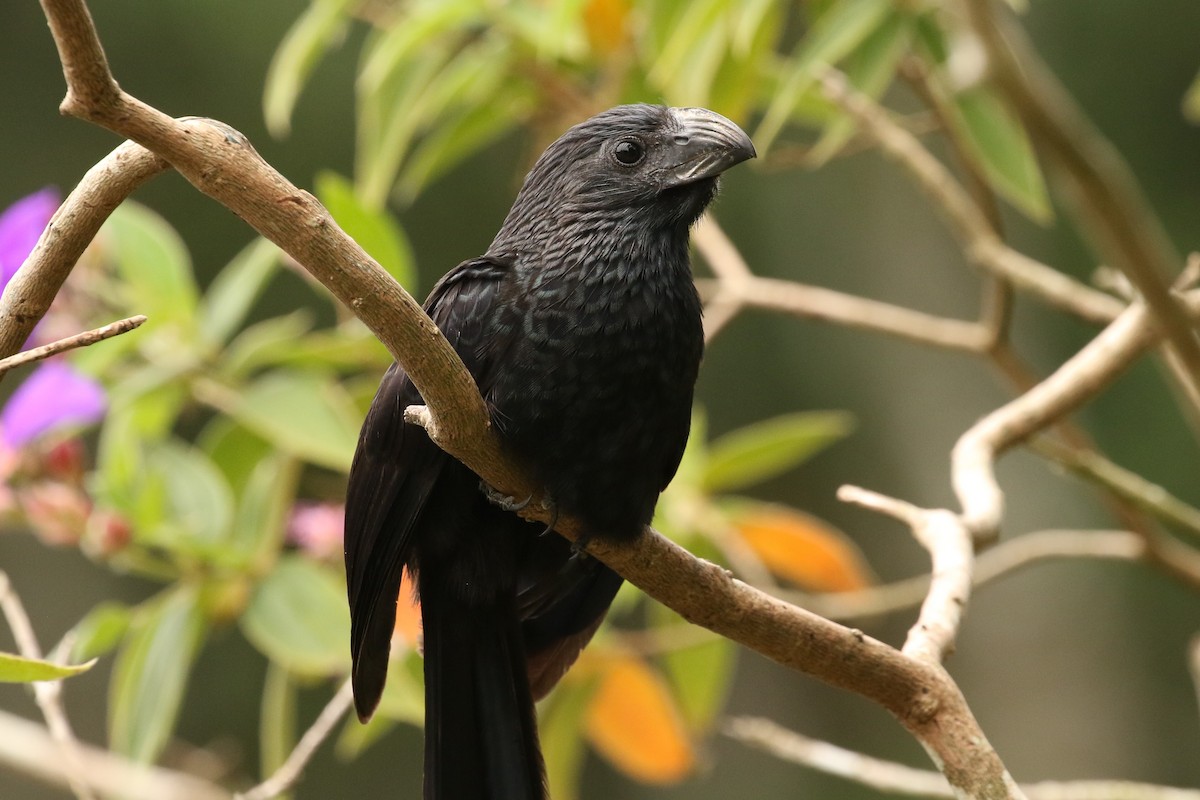 Groove-billed Ani - ML621706778