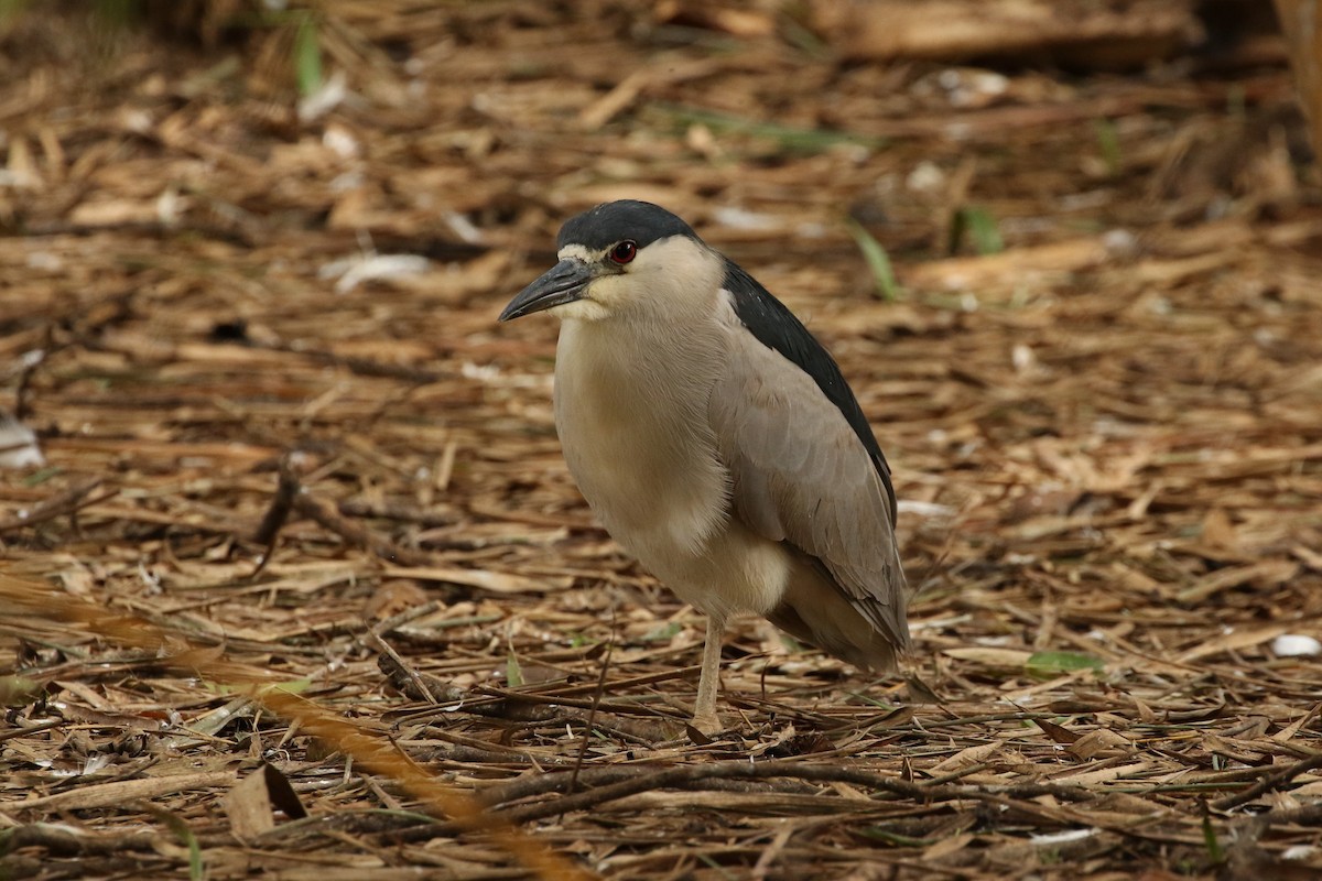 Black-crowned Night Heron - ML621706796