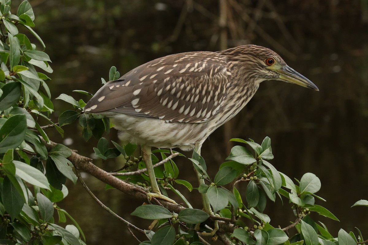 Black-crowned Night Heron - ML621706797