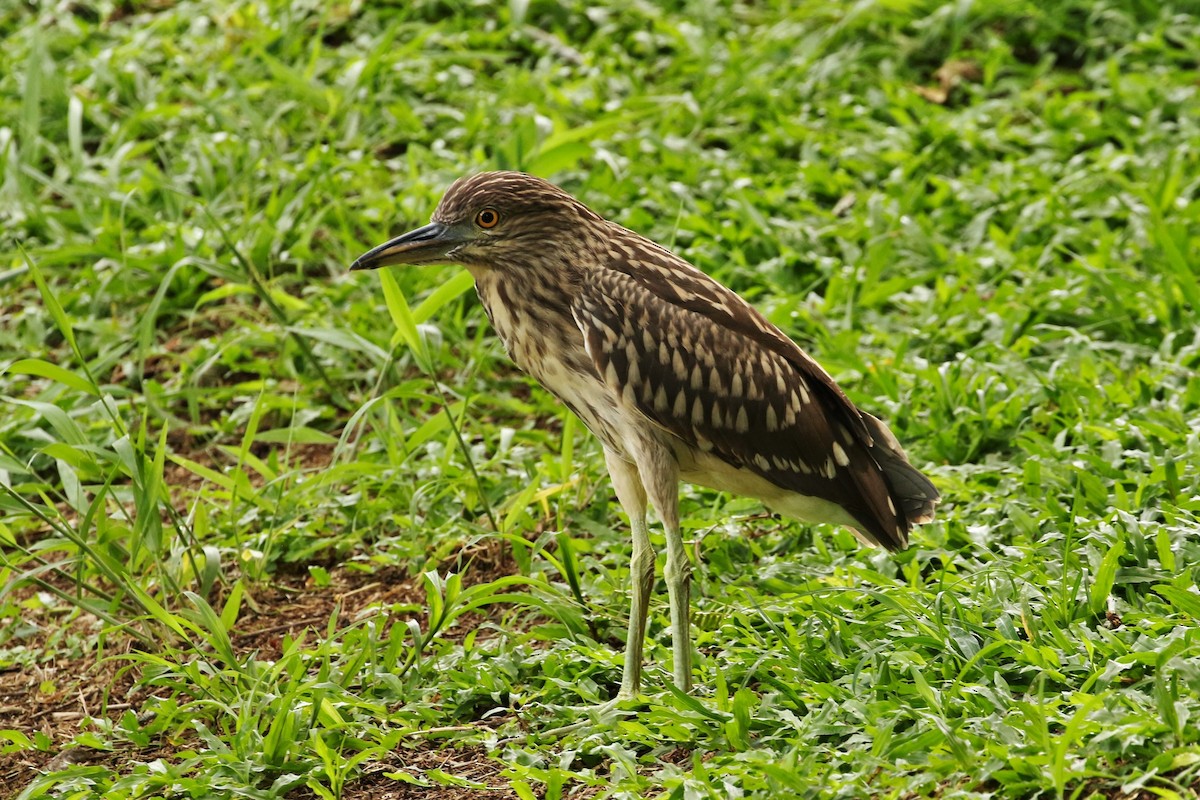 Black-crowned Night Heron - ML621706798