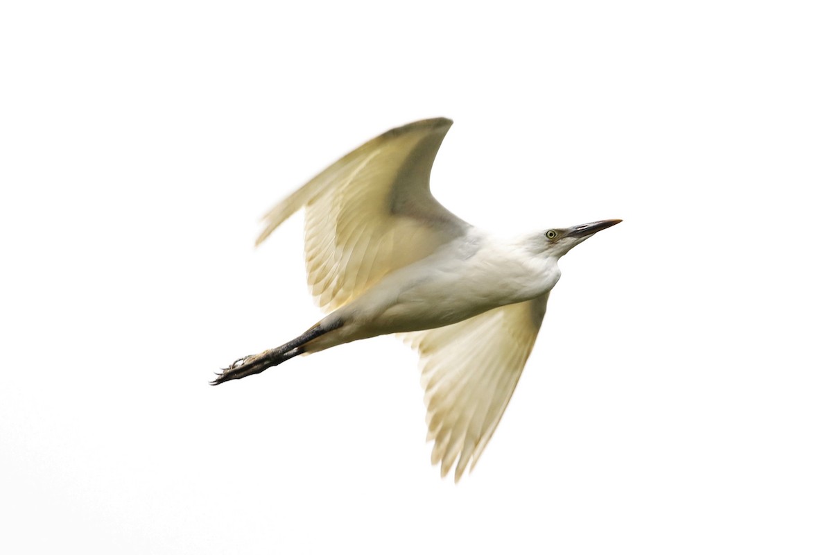 Western Cattle Egret - ML621706824