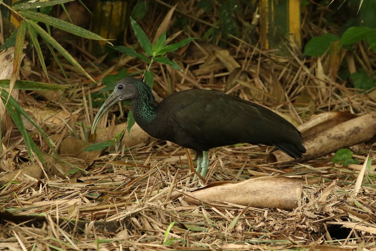 Ibis vert - ML621706838