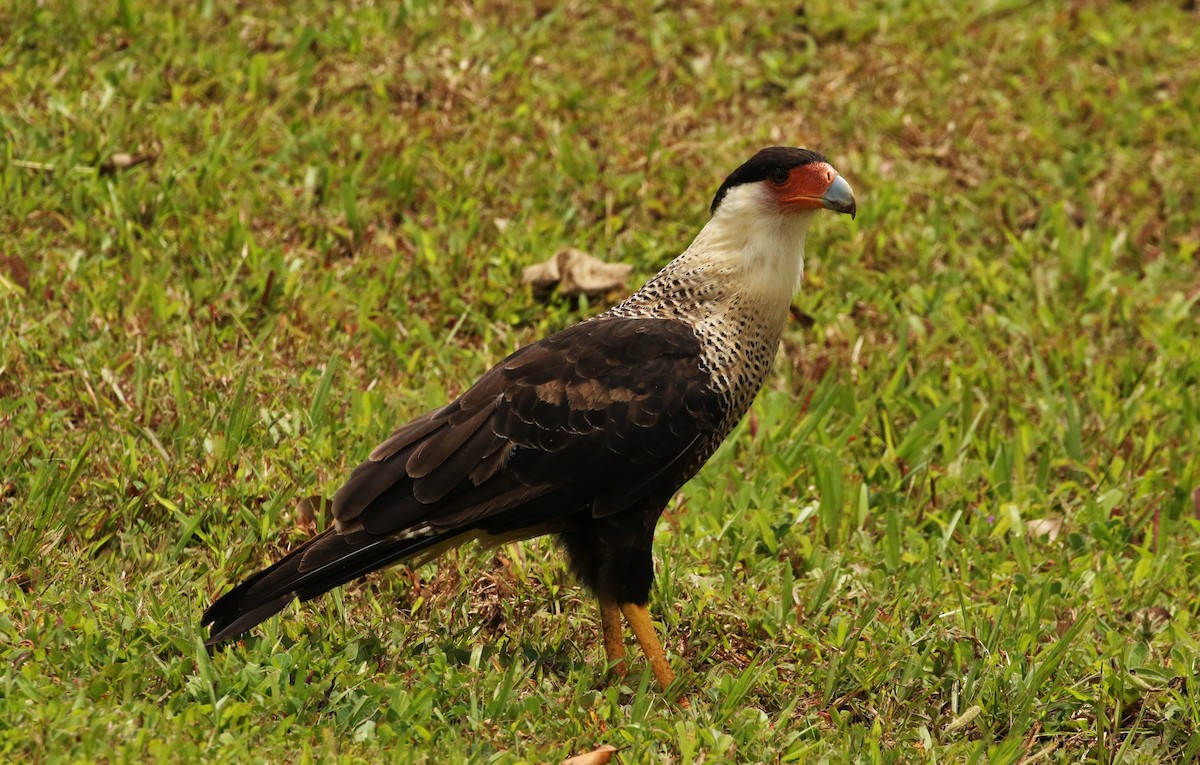 Crested Caracara - ML621706847