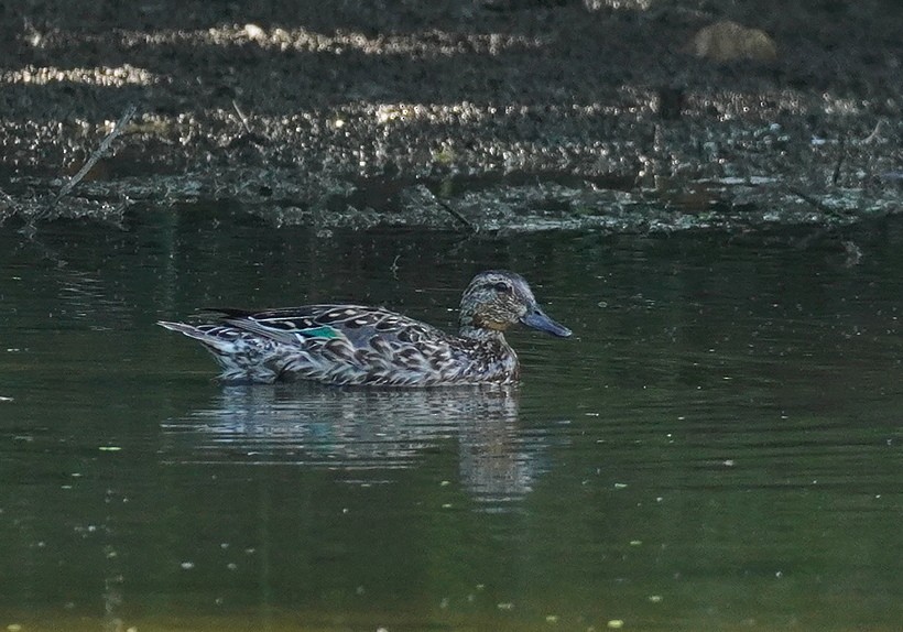 Pennsylvania Bird Atlas Checklist - 21 Jul 2024 - Peace Valley Park ...