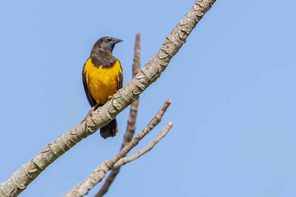 Yellow-rumped Marshbird - ML621706947