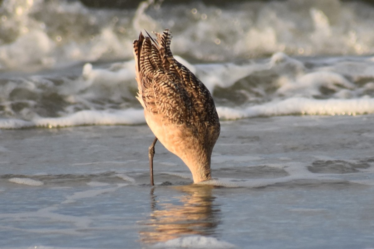 Marbled Godwit - ML621706982