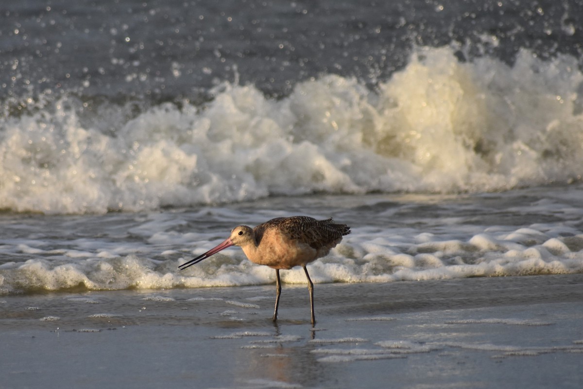 Marbled Godwit - ML621706986