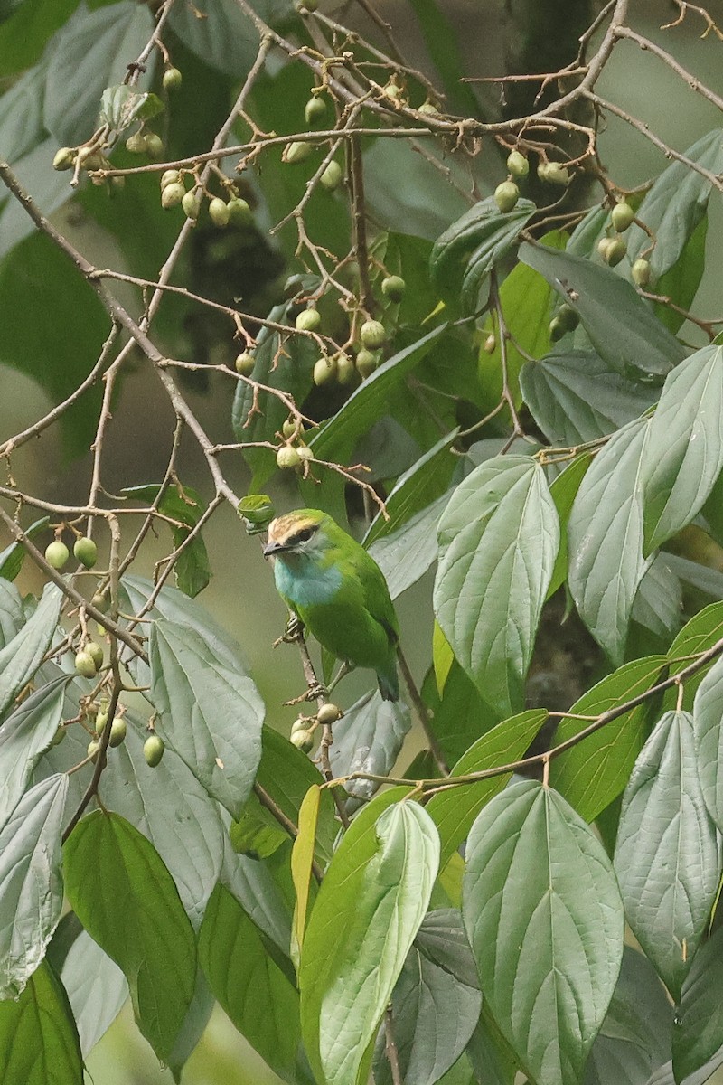 Grauer's Broadbill - ML621707108