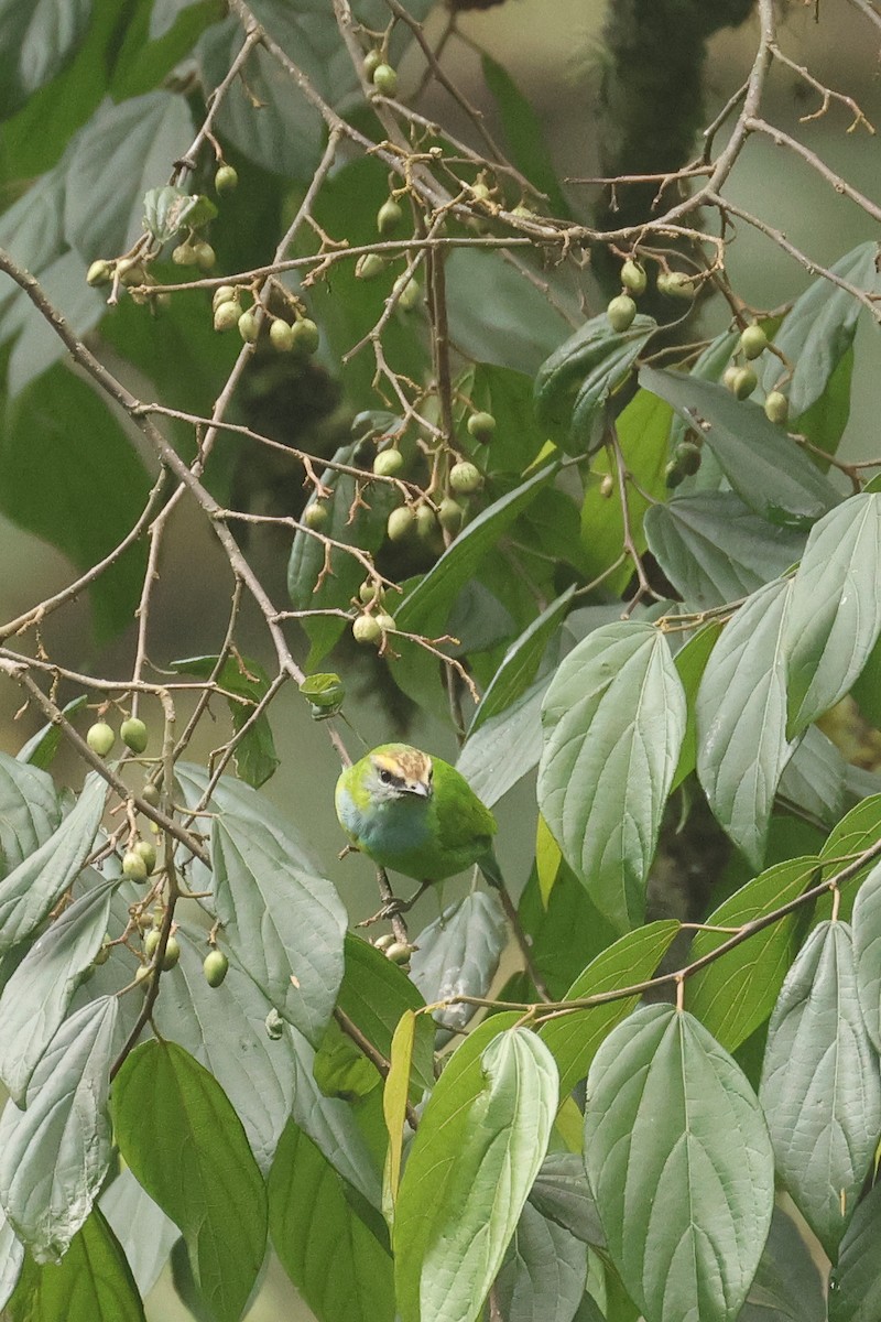 Grauer's Broadbill - ML621707109