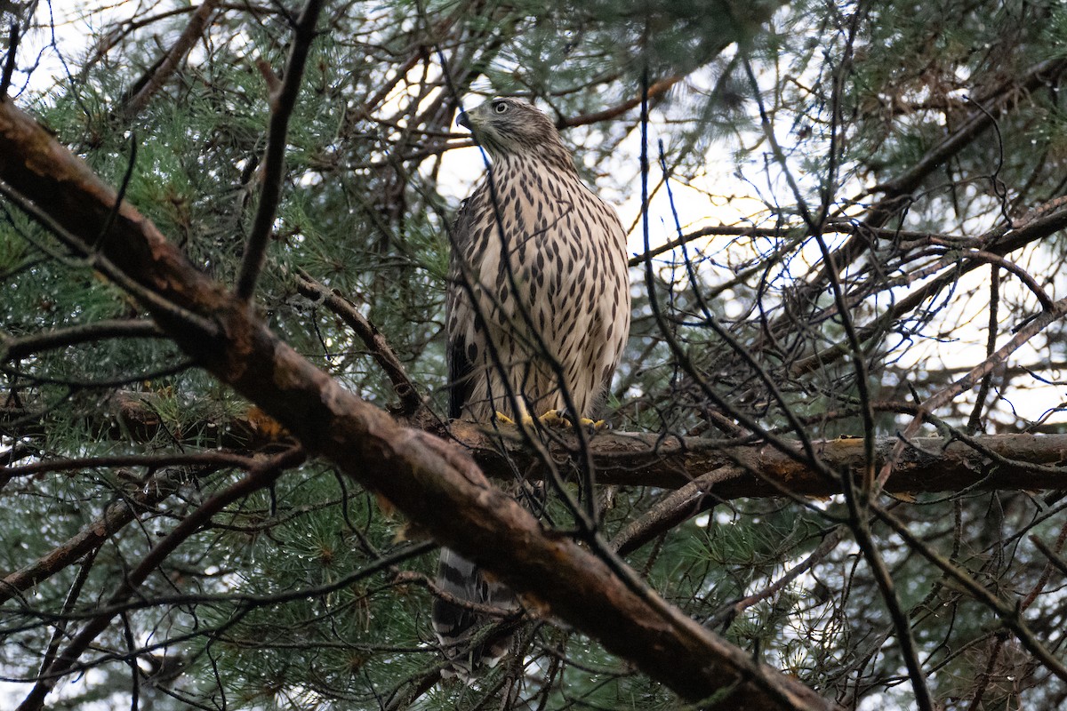 Eurasian Goshawk - ML621707117