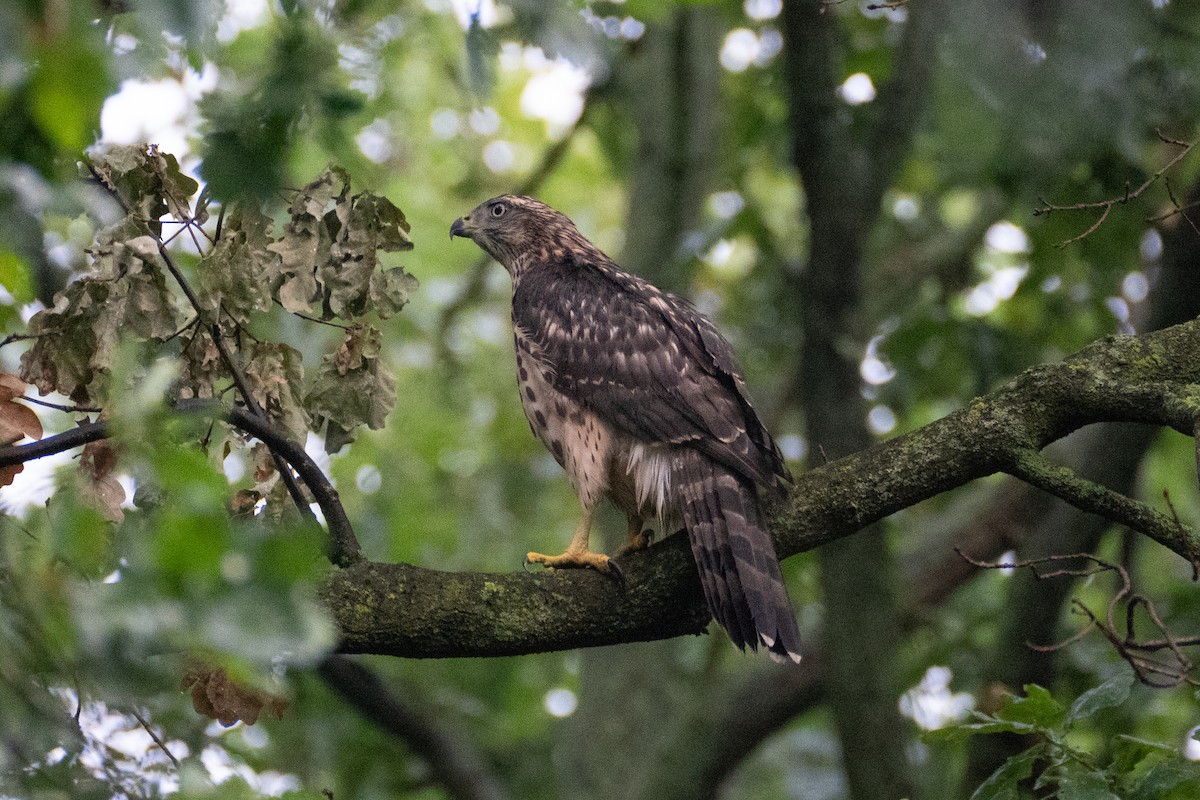 Eurasian Goshawk - ML621707118