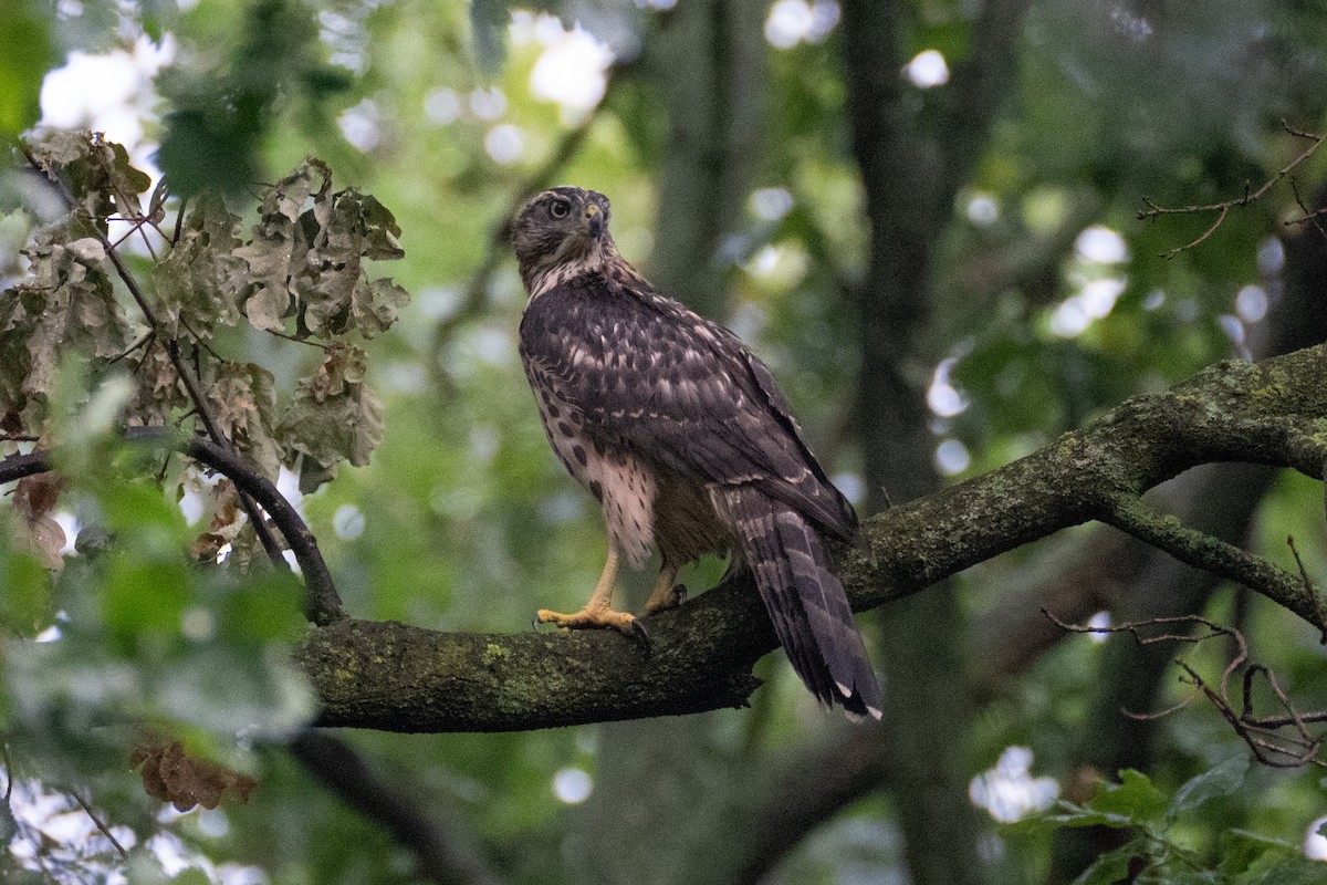 Eurasian Goshawk - ML621707119