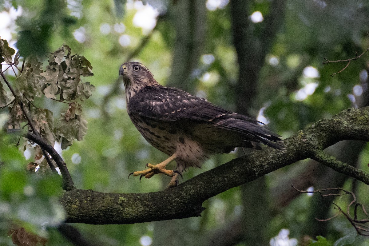 Eurasian Goshawk - ML621707120