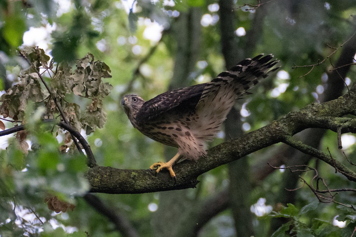 Eurasian Goshawk - ML621707123