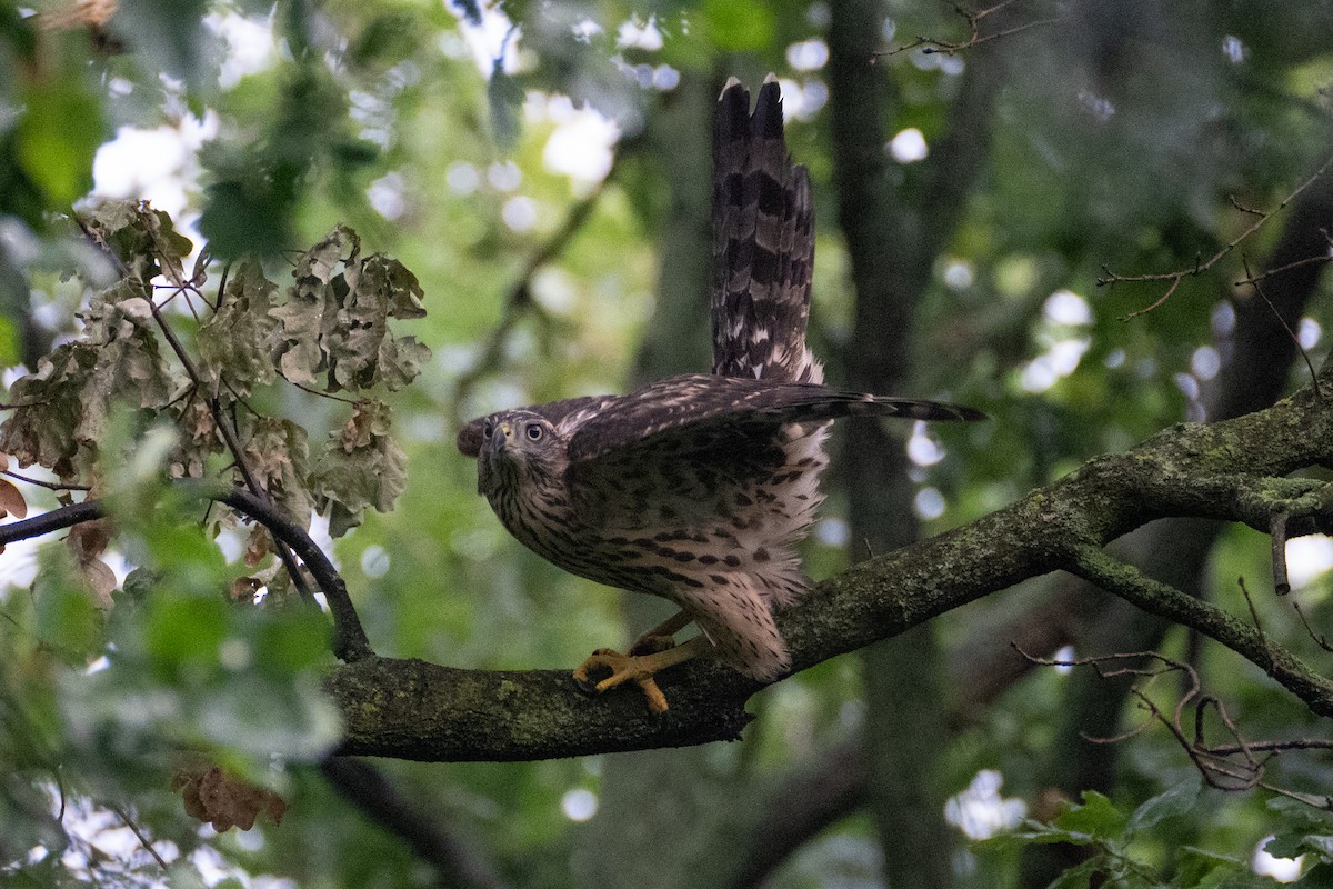 Eurasian Goshawk - ML621707126