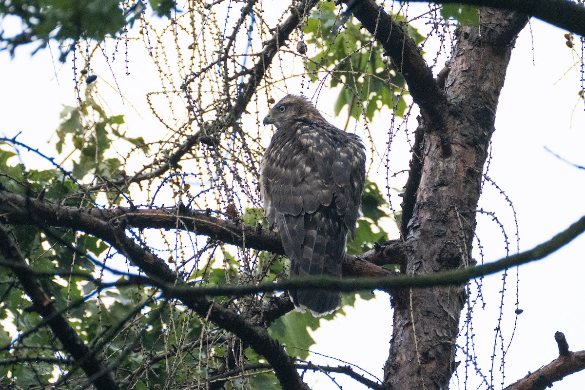 Eurasian Goshawk - ML621707135