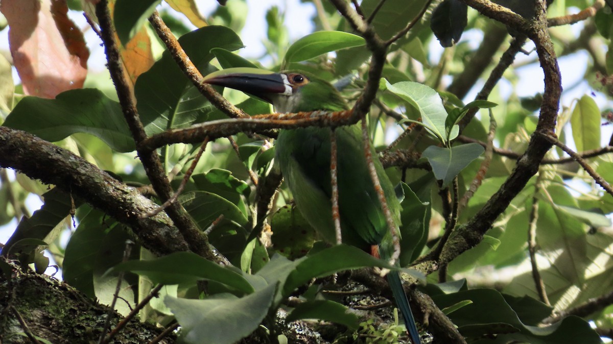 Southern Emerald-Toucanet (Andean) - ML621707141