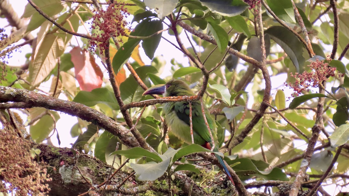 Southern Emerald-Toucanet (Andean) - ML621707149