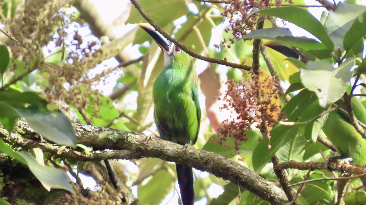 Southern Emerald-Toucanet (Andean) - ML621707171