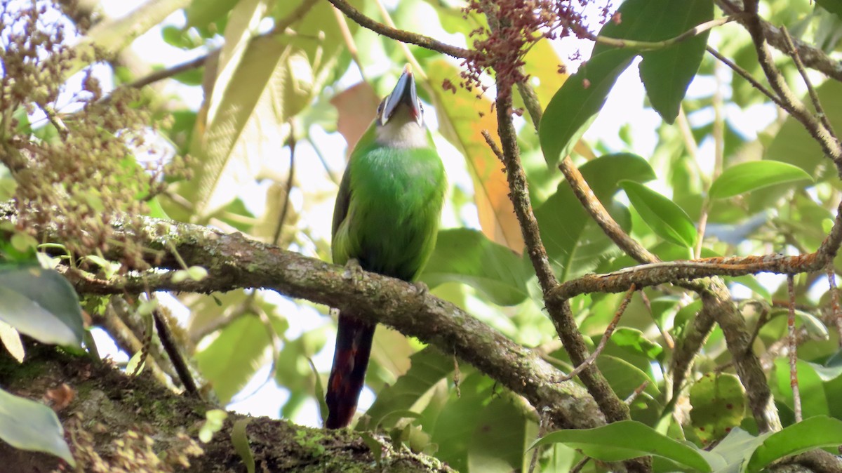 Southern Emerald-Toucanet (Andean) - ML621707179